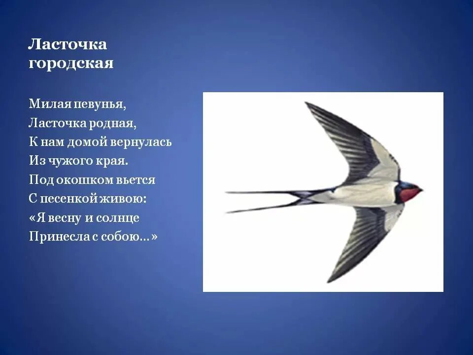 Изящную птицу ласточку называют символом весны. Ласточка. Стих про ласточку. Ласточка стихотворение. Ласточка птица для детей.