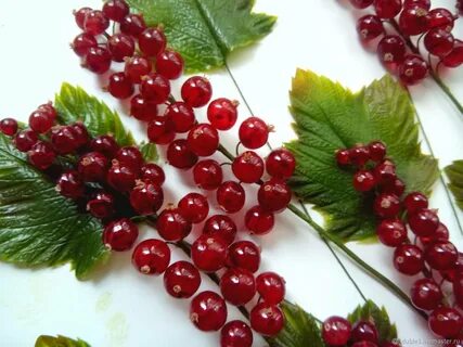 Можно ли варить красную смородину с веточками