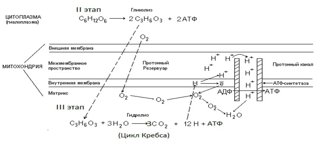 Последовательность образования атф в митохондриях. Образование АТФ В митохондриях схема. Синтез АТФ В митохондрии клетки. Синтез АТФ схема. Синтез АИФ вмитохондриях.