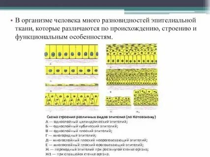 Строение однослойного эпителия