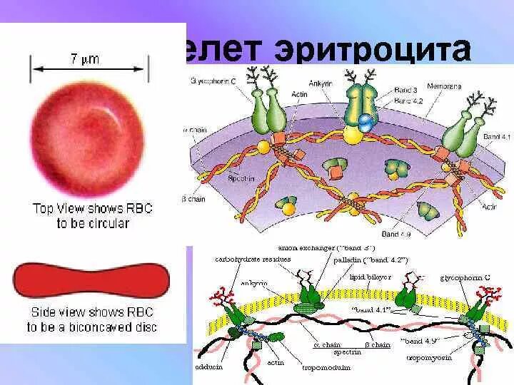 Плазмолемма эритроцита. Строение плазмолеммы и цитоскелета эритроцита. Строение цитоскелета эритроцитов. Строение мембраны эритроцита. Строение плазмолеммы эритроцита.