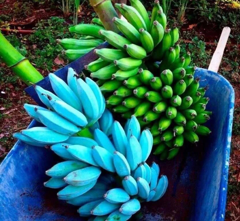 Какие бывают бананы. Сорт банана голубая Ява. Голубые бананы сорт голубая Ява. Сорт бананов голубая Ява. Айс-Крим банан сорт.