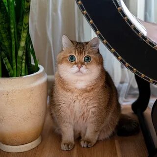 Золотая шиншилла сколько живут