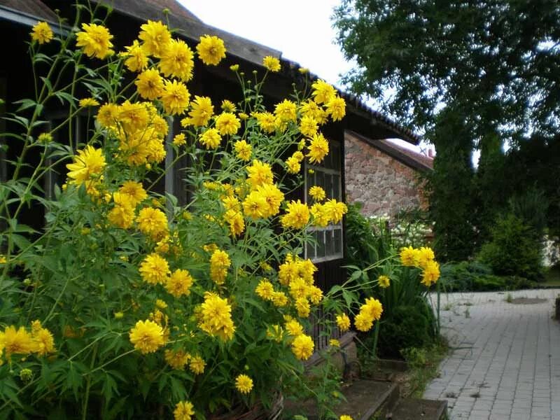 Рудбекия рассеченная Голдквелле. Рудбекия рассеченная (Rudbeckia laciniata). Рудбекия рассеченная Goldquelle. Рудбекия рассеченнолистная «золотой шар».