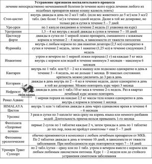 Příznaky kopřivky u koček - jak rozpoznat a léčit?