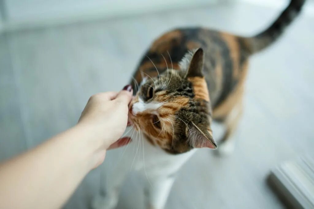 Кошка принюхивается. Моя кошка. Котенок нюхает. Заинтересованный котик. Кошки нюхают ртом