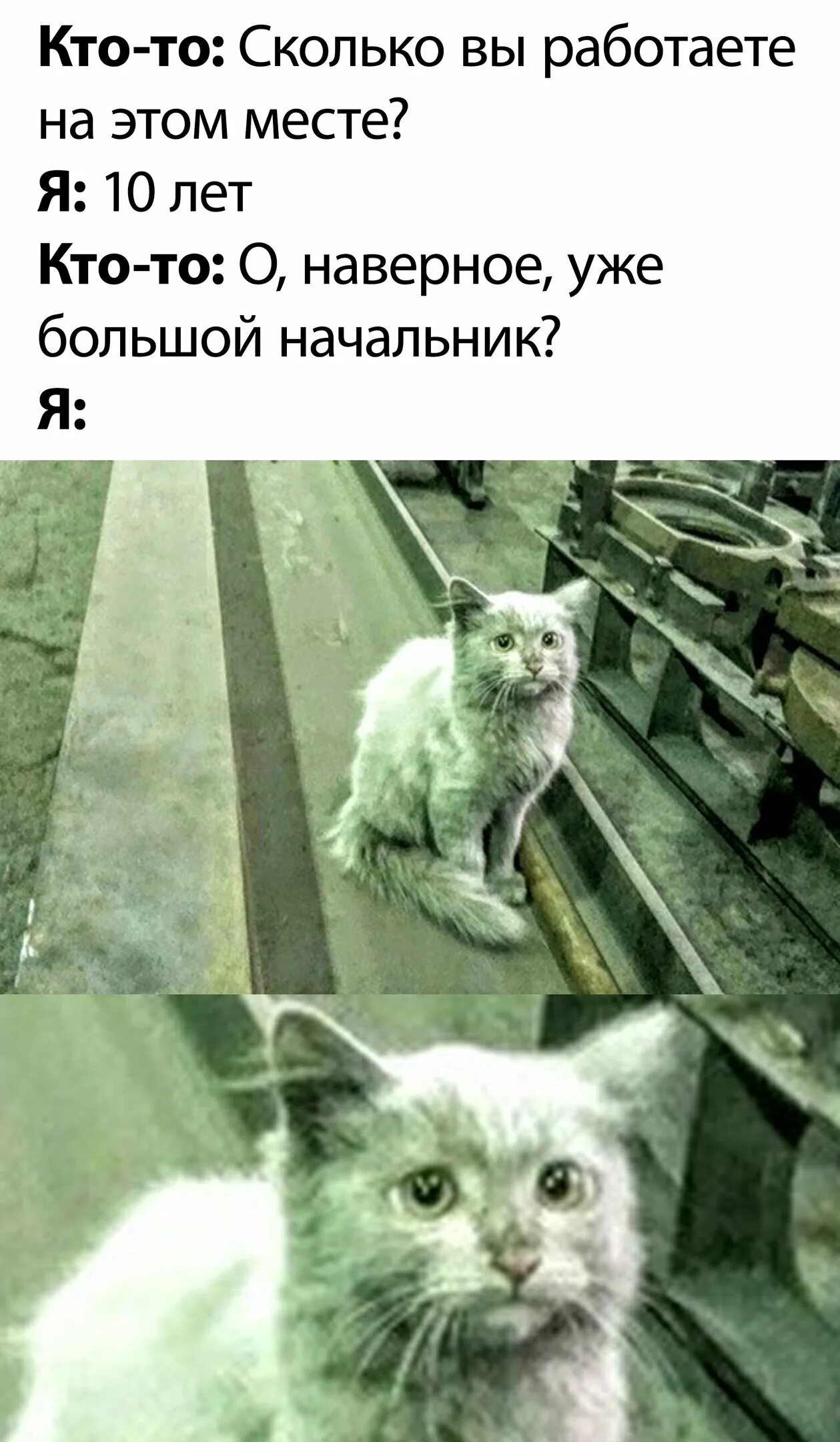 Кот на заводе мем. Грязный кот на заводе. коты на заводе. на завод мем коты. кот на заводе мемы.