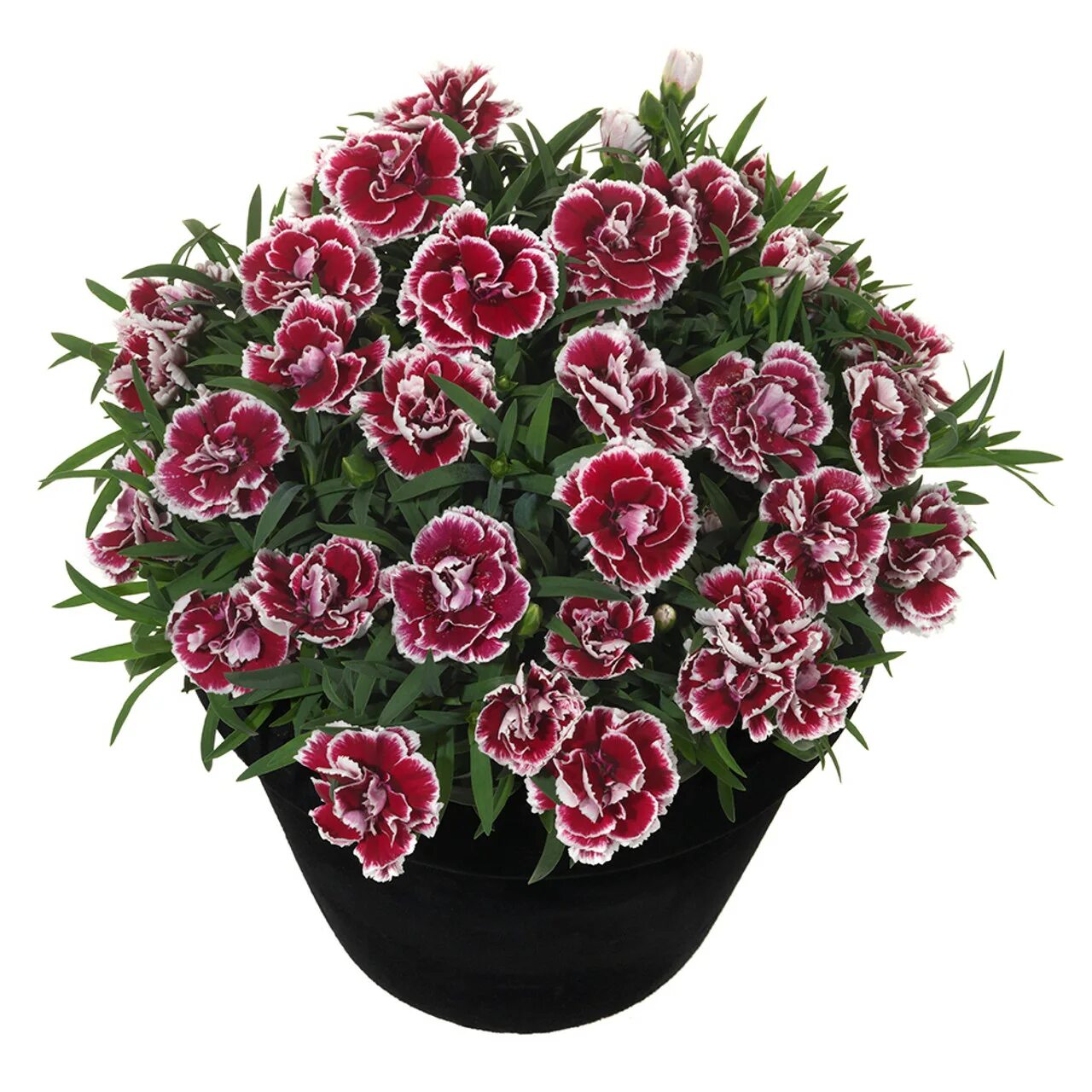 Гвоздика Sunflor Sofia. Гвоздика Dianthus Sunflor Sofia. Гвоздика Санфлор Ягуар. Гвоздика Dianthus Sunflor Bianca. Купить ампельные гвоздики