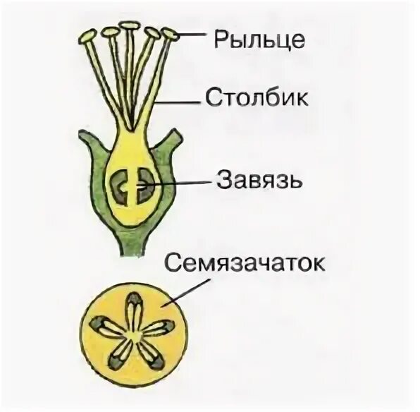 Характеристики семязачатки развиваются в завязи пестика