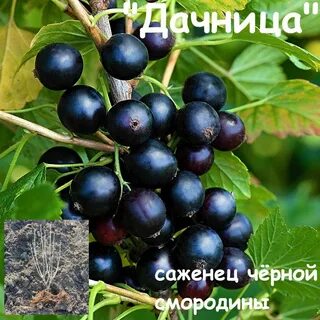 Смородина латинское название