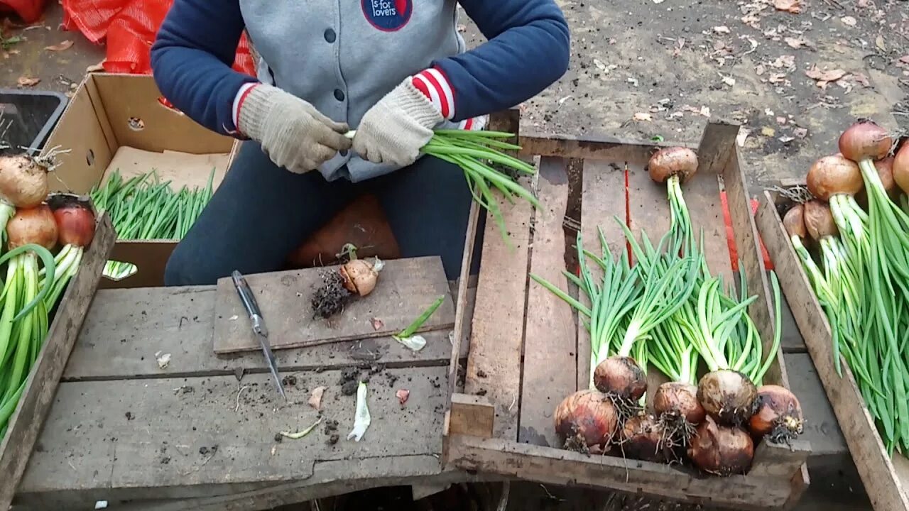 Очищая луковицу. Отхода лук репчатый