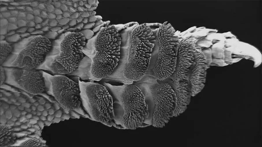 Лапа геккона под микроскопом. Лапы геккона. Лапки геккона под микроскопом. Гусеница под микроскопом.