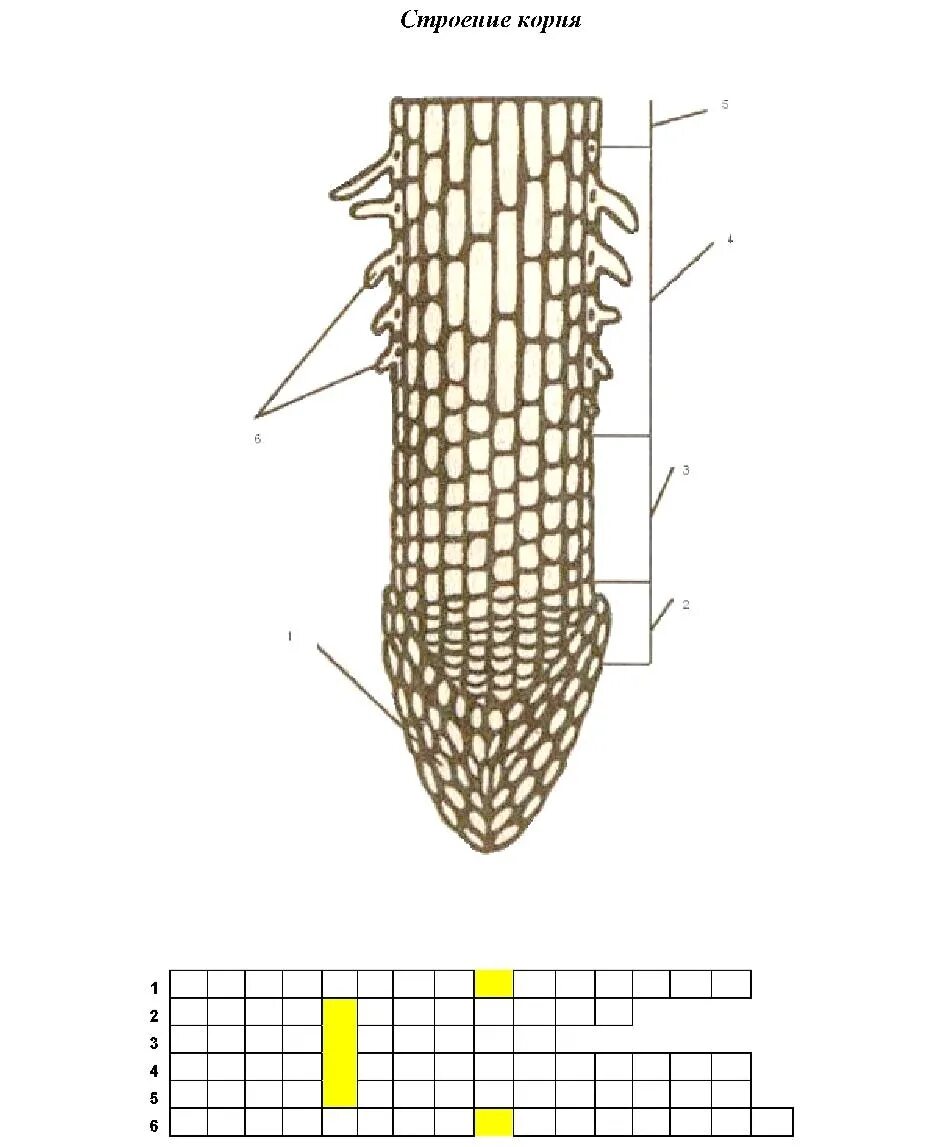 Задания строение корня. Строение корня зоны корня 6 класс биология. Рисунок по биологии 6 класс зоны корня. Схема строения корня биология 6 класс. Строение корня биология 6 класс карточки.