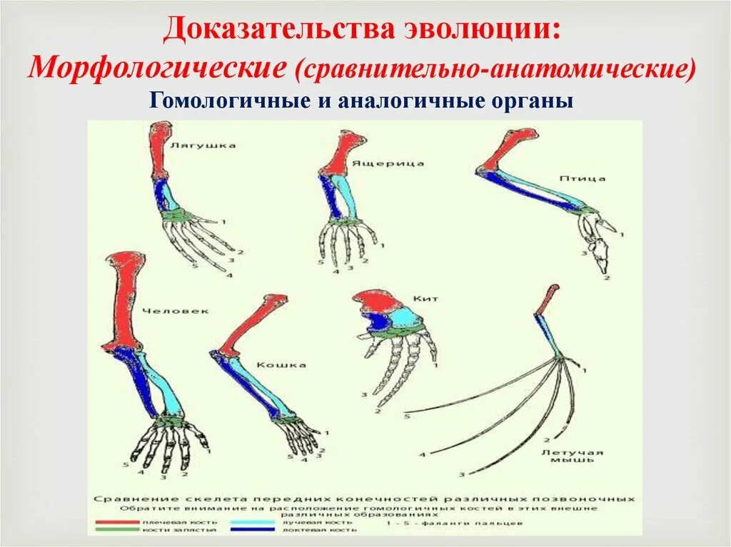 Сравнительно анатомические доказательства эволюции это