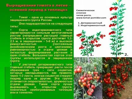 Томаты генеративные