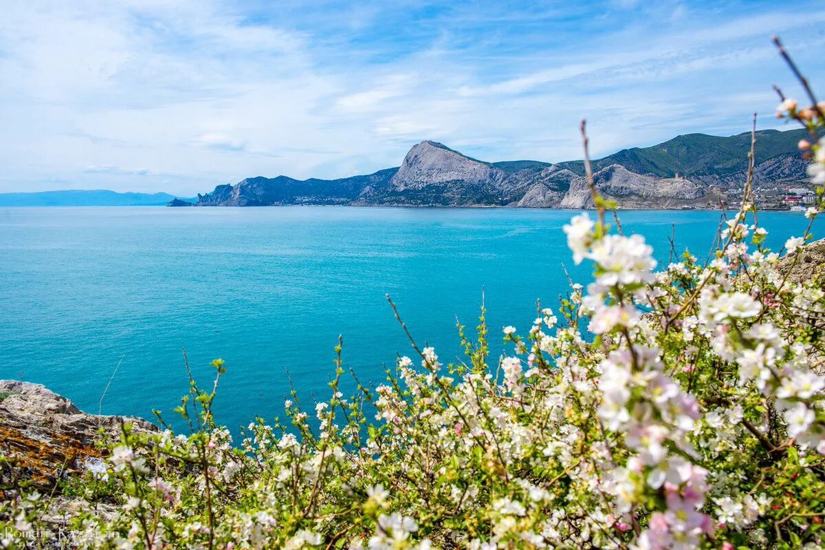 Пейзажи судака крым. Цветы новый свет. Новый свет крым. Маки карадаг. Цветы новый свет.