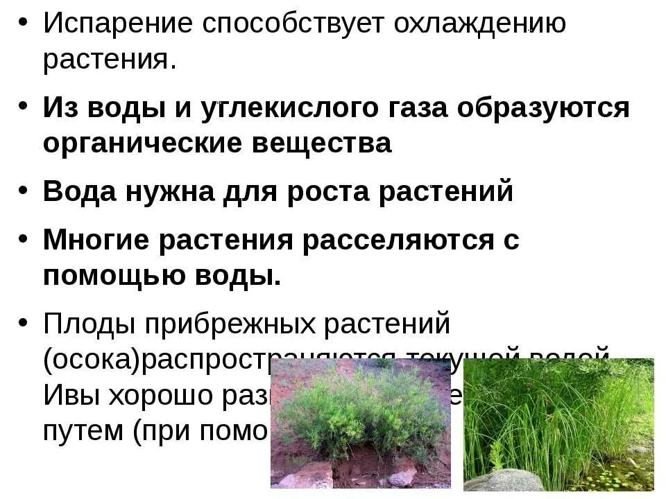 Какое значение имеет вода для растений кратко. Роль воды для растений. Функции транспирации растений. Испарение в жизни растений. Приспособления растений к избытку влаги.