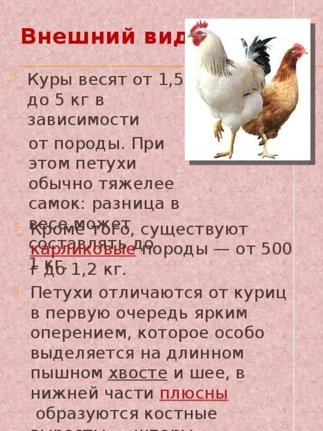 Кура рост. Виды курей. Определить Возраст курицы. Породы домашних кур несушек. Возраст курицы несушки.