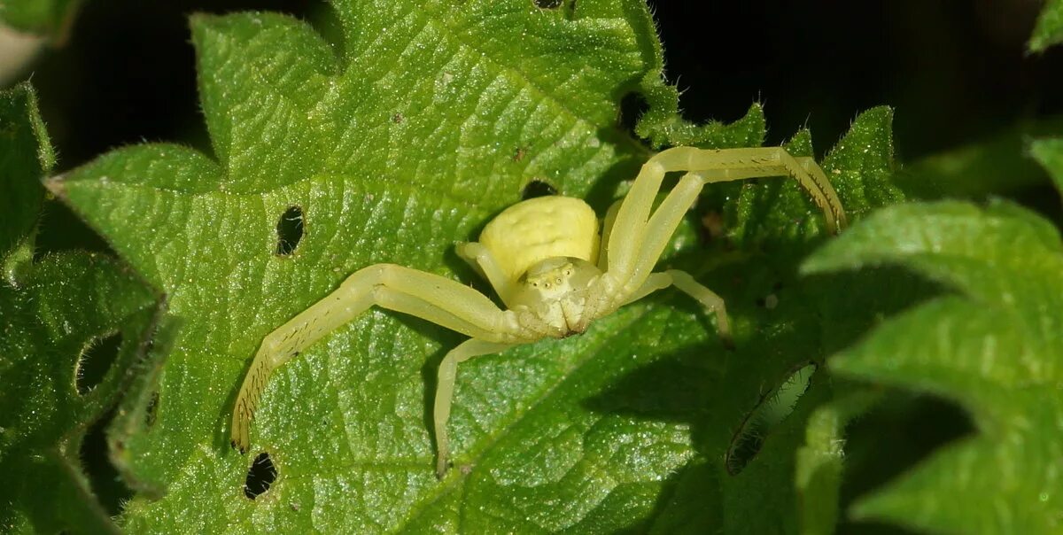 Spyder Epicadus heterogaster Beautiful bugs, Bugs and insects, Cool bugs