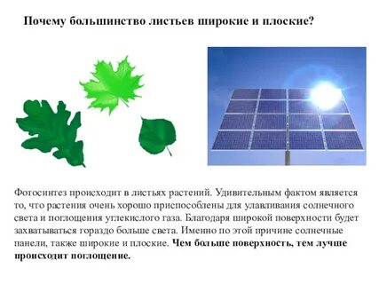 Листья растений усваивают