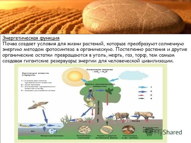 Глобальные функции почвы. Почвенные организмы. Санитарная функция почв. Функции почвы для растений. Роль литосферы.