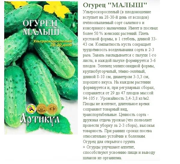 Со скольки можно свежие огурцы. Кустовые сорта огурцов. Сорт огурца малыш. Когда можно давать огурец ребенку. Детский огурец сорт огурца.