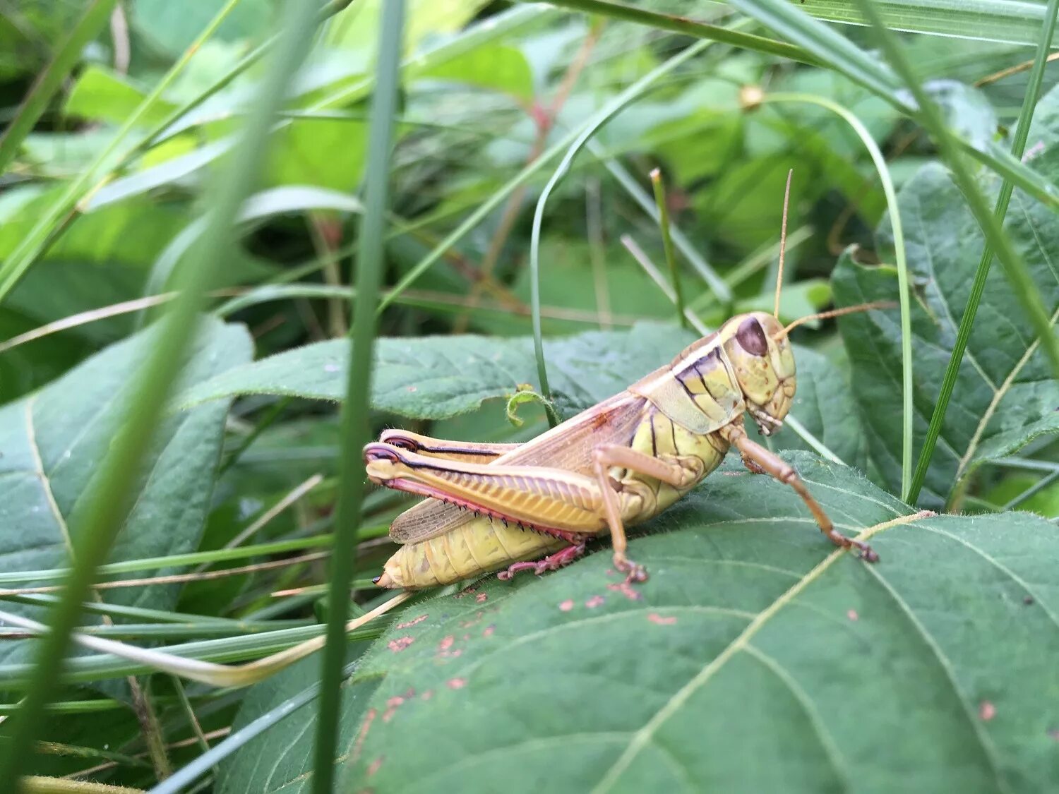 Иглистый дьявол кузнечик. Кузнечик Луговой. Grasshopper (кузнечик,1946 Locust). Кузнечик листокрылый.