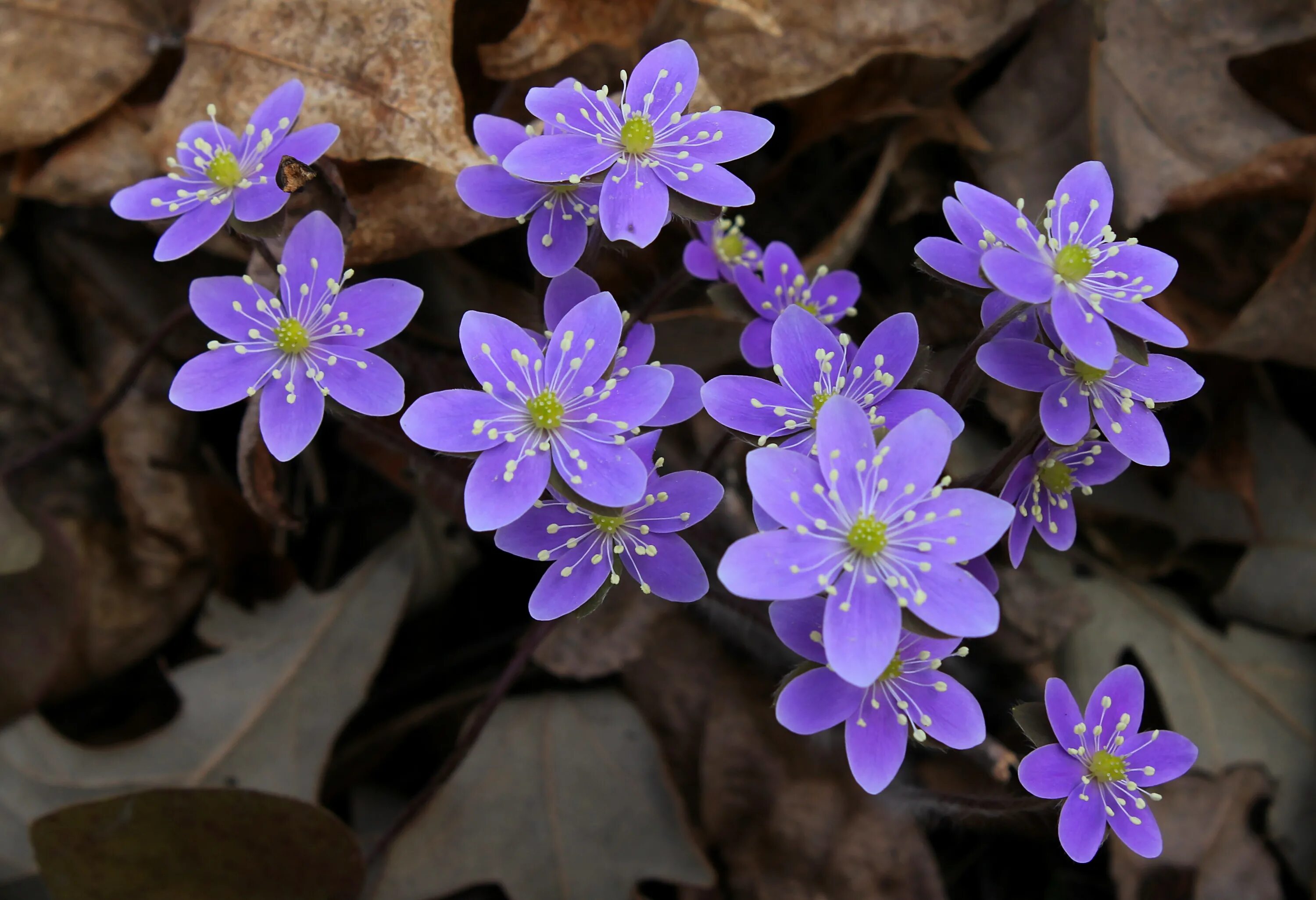 Первоцвет печеночница. Печеночница благородная (hepatica Nobilis). Печеночница (перелеска) обыкновенная. Первоцветы печеночница благородная.