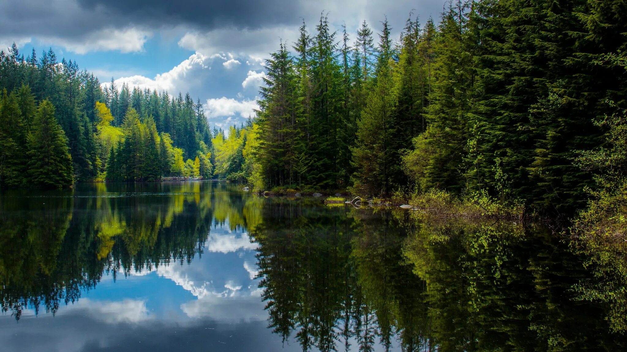 Британская Колумбия лес. Лесное (озеро, Северная Америка). Лесное озеро (Forest Lake).