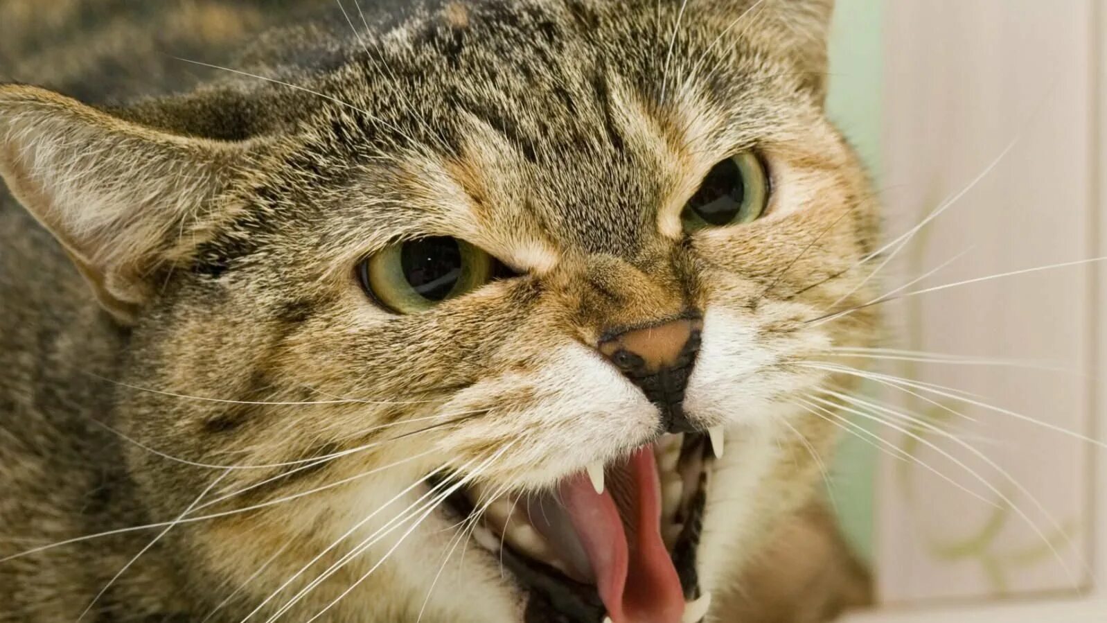 Кошки нюхают ртом. Кошка рычит. Шипящая кошка. Агрессивный кот. Кошка злится.