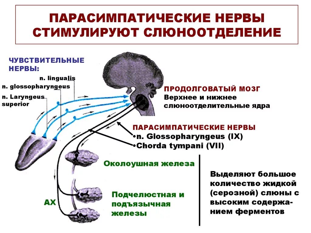 Слюноотделение нервная система. Регуляция слюноотделения схема. Симпатическая иннервация слюноотделения. Симпатическая регуляция слюноотделения. Вегетативная нервная система слюноотделение.