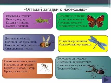 Насекомые отвечают на вопрос что