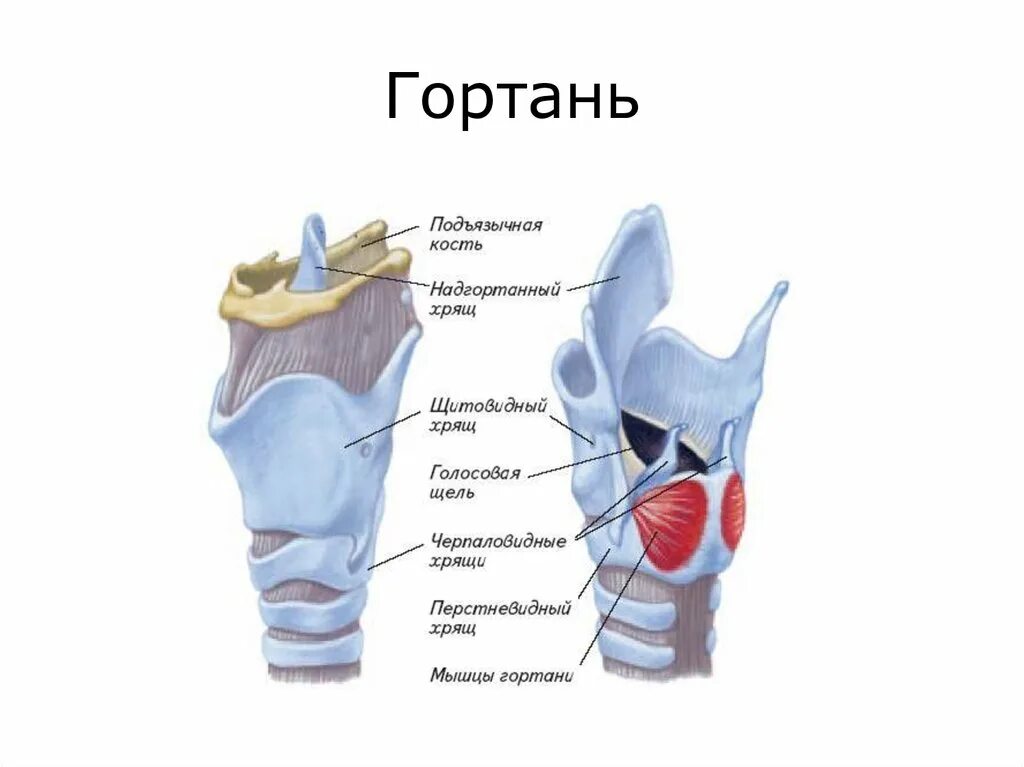 Детская гортань. Надгортанник и щитовидный хрящ. Щитовидный хрящ анатомия. Хрящи гортани анатомия. Строение гортани 8 класс.