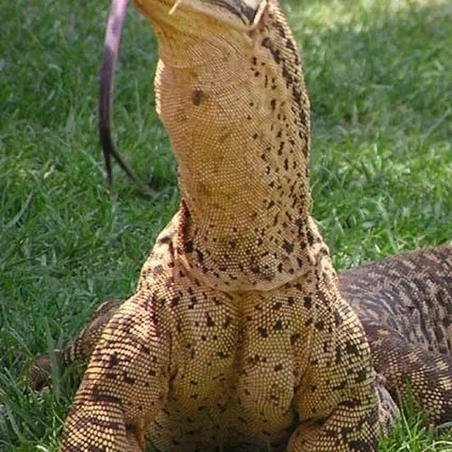 Big lizard