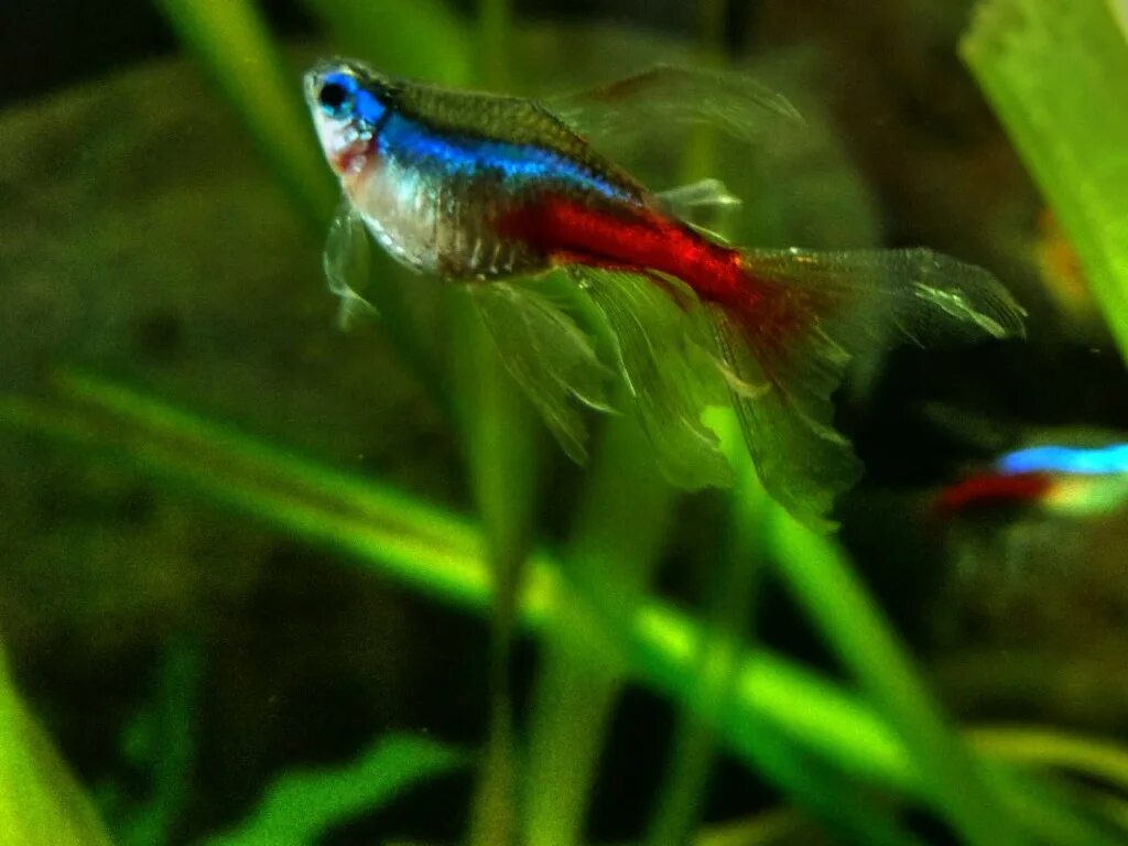 Как размножаются неоны. Аквариумные неоны живородящие?. Аквариумные рыбки неончики живородящие. Неон рыбка малек. Неончики рыбки размножение.
