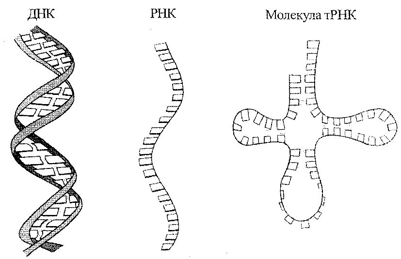 Рисунок молекулы рнк