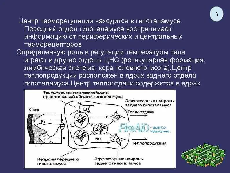 Регуляция температуры кожей. Гипоталамус центр терморегуляции ядро. Гипоталамические центры терморегуляции. Центры теплопродукции и теплоотдачи. Центр теплопродукции расположен в гипоталамусе.