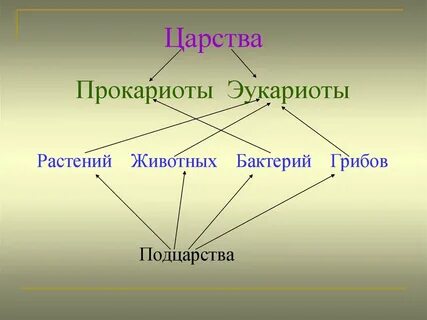 Растения грибы животные это эукариоты