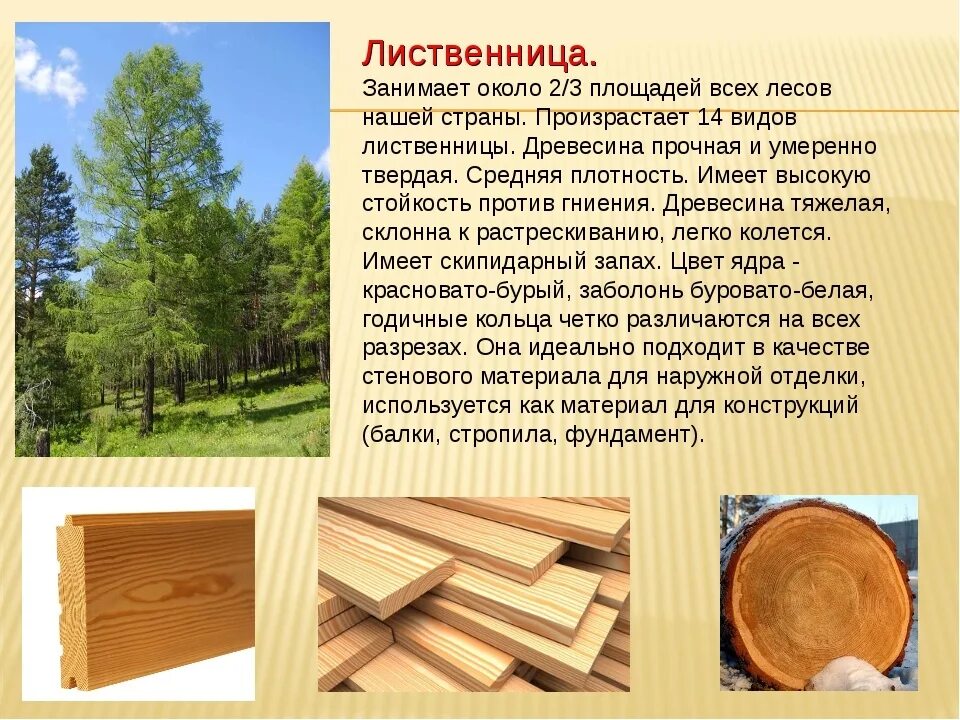 Порода древесины лиственница. Древесина лиственницы Водопоглощение. Свойство породы древесины лиственницы. Качество древесины лиственницы