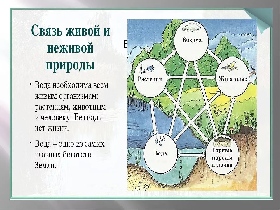 Взаимосвязи в природе. Схема взаимосвязи в природе. Схема живой и неживой природы. Составляющие природы.