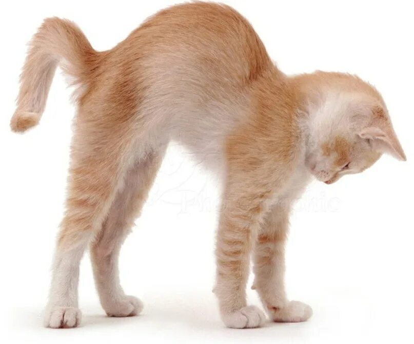 Кот шатается при ходьбе. Котенок выгибает спину. кот выгнул спину. кошка с выгнутой спинкой. кошка выгибает спинку.