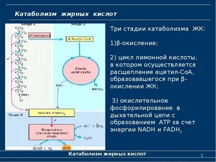 Атф анаболизма
