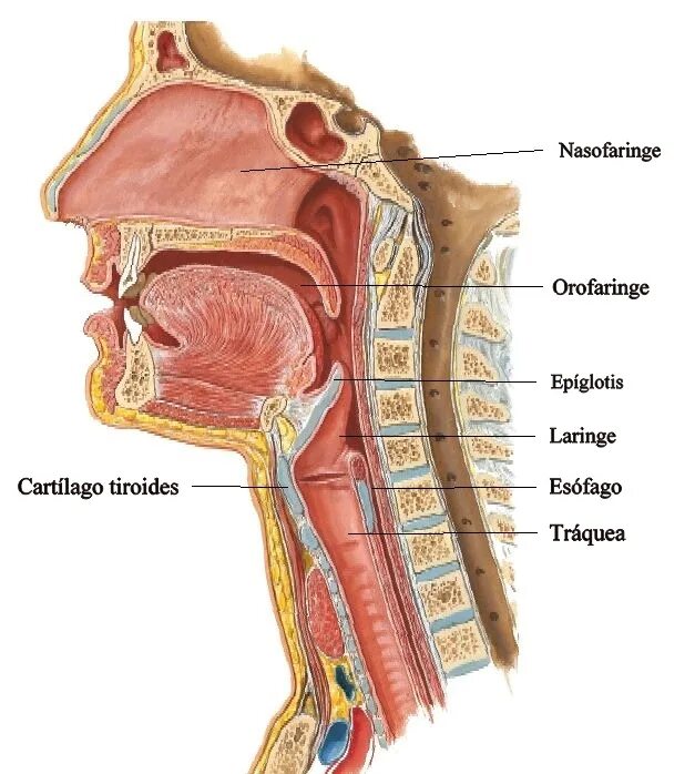 Глотка пронизана. Строение горла и гортани.