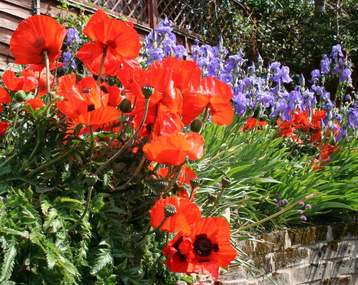 Top 10 Easy Perennial Plants to Grow From Seed Easy perennials, Perennials, Pere