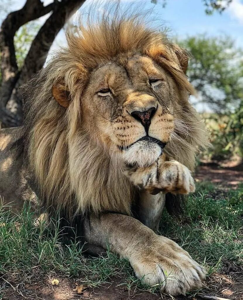 Картинки львов. Лев. Африканский Лев. Красивый Лев. Самый красивый Лев.
