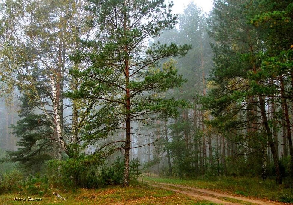 Парке пахнет хвойной тишиной. Березово Сосновый лес. Лесная опушка ельник. Лесистый лес Литва. Хвойный лес Карелии.