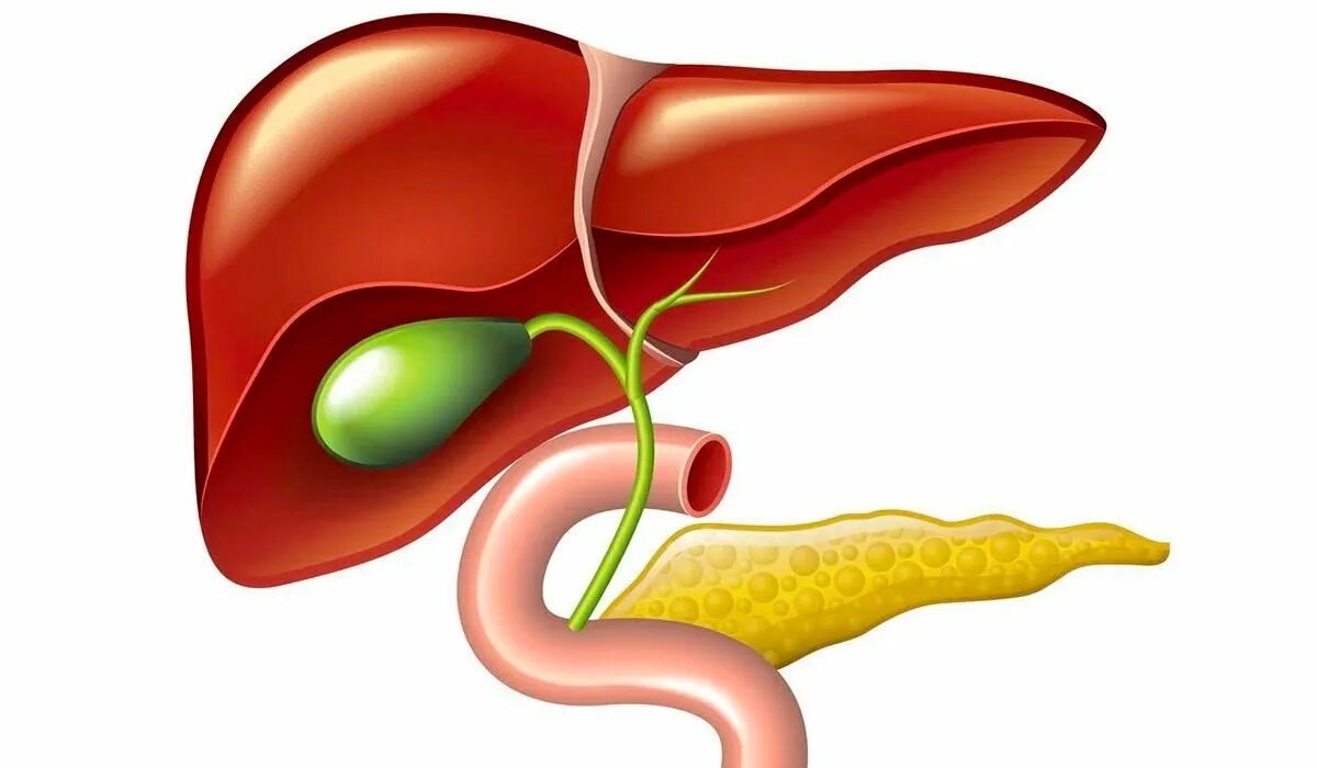 Печень поджелудка