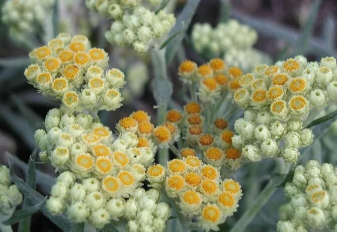 Цмин лимонный. Бессмертник песчаный (цмин). Гелихризум ампельный. Гелихризум, бессмертник, цмин. Бессмертник песчаный.