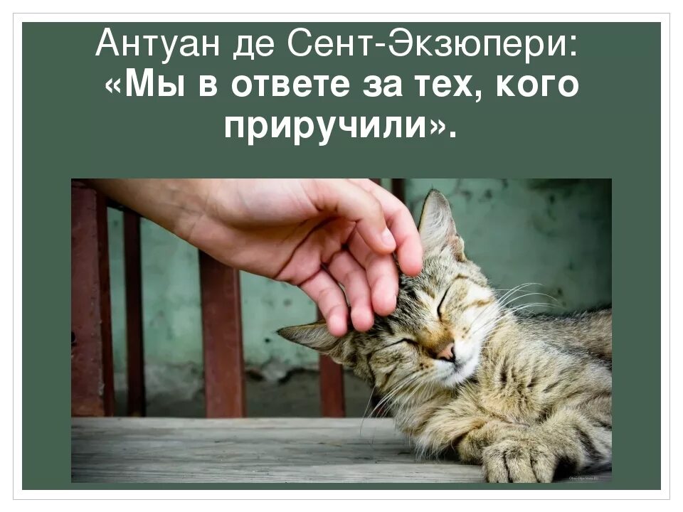 Которые в ответе за. Мы в ответе за тех кого приручили. мы в ответе за тех кого притручила. высказывание мы в ответе за тех кого приручили. мы в ответе за тех кого приручили это афоризм.
