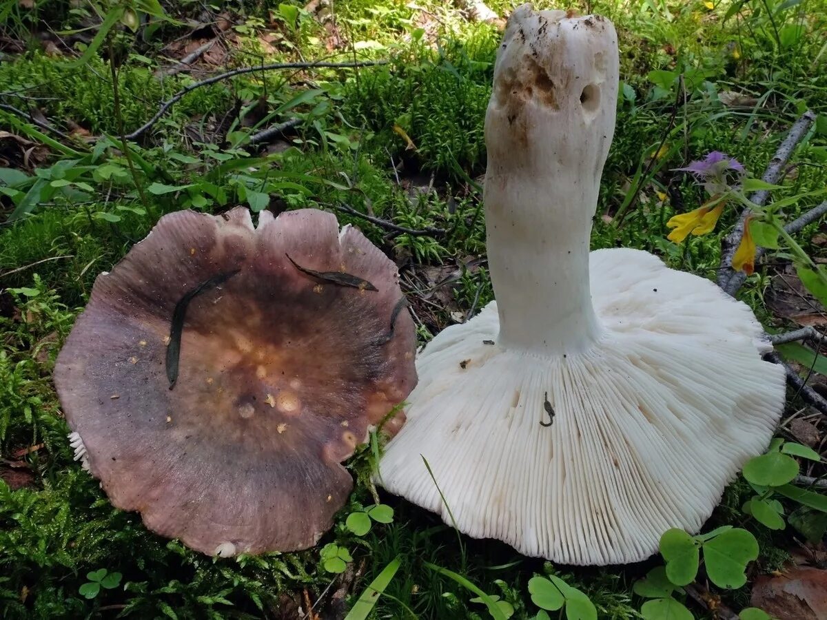 Белый гриб коричневая ножка. Гриб темно бурая шляпка млечник. Tricholoma columbetta. Белый пластинчатый гриб на толстой ножке. Гриб с коричневой шляпкой и белой ножкой.